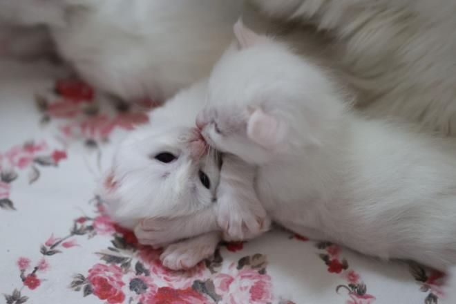 Aratrmalar sonucu unu rendik ki o mhr bulunan hayvanlarda kesinlikle sarlk yok. Bu zellikteki bir kedi orijinal Van kedisidir. Yani yaklak 50'ye yakn beyaz kedi rk var, spot olarak adlandrdmz bu zellii dier hibir hayvanda grmedik. Bu zellik, sadece Van kedisinde bulunuyor."