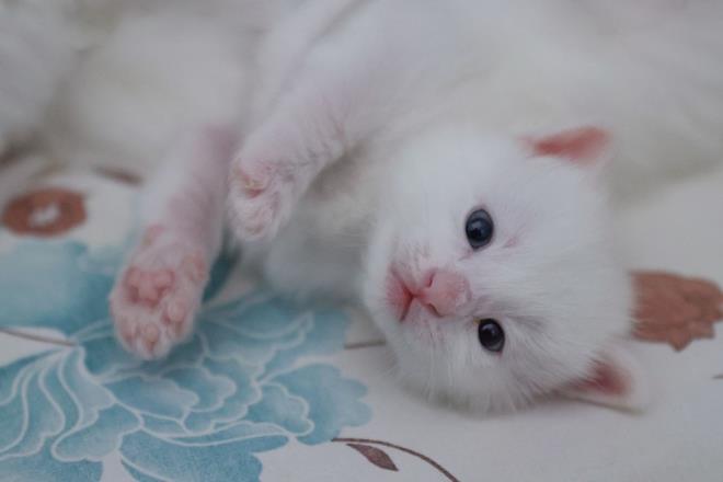Kahramanmara'tan gelerek kedileri ziyaret eden Mehmet Fatih Bakrc da "Kedileri ok seviyorum. Onlar grdm iin ok heyecanl ve mutluyum. Buras ok gzel ve zel bir yer. Kedi yavrular ok irin. Gzleri farkl renkte. ok sevdik" diye konutu.