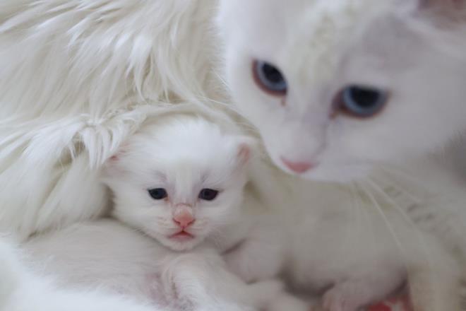 Bu da doru yolda olduumuzu ifade ediyor. nk kafasnda siyah ty bulunanlarda kesinlikle sarlk kmyor. Bu da orijinal Van kedisi elde ettiimizi gsteriyor. Kafasnda siyah bir benek grdmzde ok mutlu oluyoruz. Hibir test yapmadan bunun orijinal Van kedisi olduunu biliyoruz.