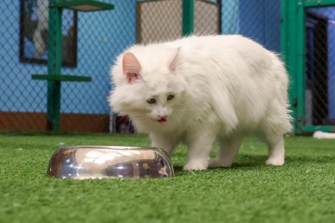 Her sene kedilerin saysnda yaanan artn sevindirici olduunu vurgulayan Kaya, "Bu yl 2022'nin ilk yavrular dnyaya geldi. imdiye kadar doum oranndaki arttan ok memnunuz. nceki yllara gre daha fazla yavru elde edeceimiz imdiden anlalyor. Bu da bizi ok sevindirdi" dedi.