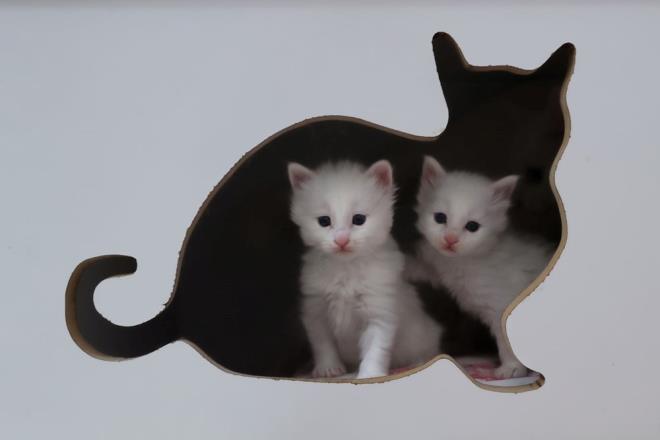 300 Van kedisi zerinde yaplan aratrmada, doduklarnda kafalarnda "Van mhr" olarak adlandrlan siyah ty bulunan kedilerin sar olmadklar daha nce kantlanmt.