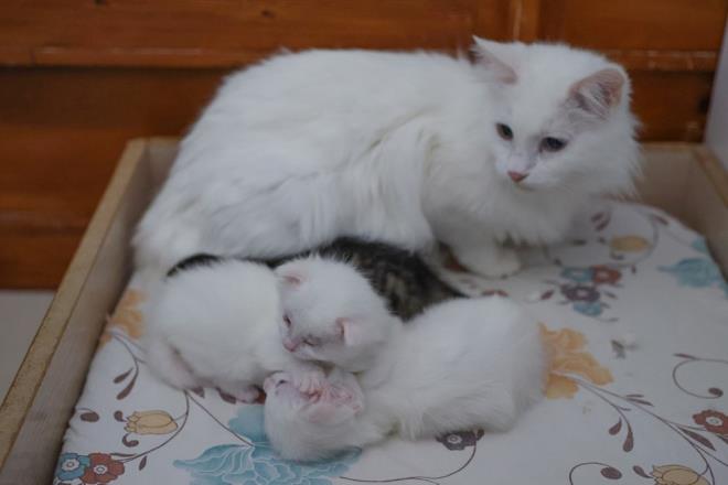 Kaya, salgn dneminde ziyarete kapatlan merkezde normallemeyle ziyareti younluu yaandn vurgulayarak, "Merkezimizde kstlamalar tamamen kalkt. Younluk giderek artyor. Yani dnyaya yeni gelen yavrular grmek isteyen merkezimize geliyor. Van'a gelen her turistin mutlaka uramak istedii bir yer haline geldik" dedi.