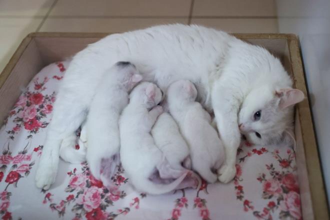 Van kedisinin kendine has zellikleriyle dier kedilerden ayrt edildiini belirten Kaya, unlar kaydetti: