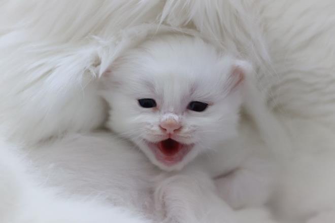 "30 anne u an doum yapt. Merkezimizin her taraf yavru kedi dolu. Van kedileriyle ilgili yaptmz her iyiletirme bizi bir adm teye tayor. Her sene de buradaki yavru ve anne kalitesi artyor. Van kedisinin 'mhr' olarak grmek istediimiz 10-17 ty arasndaki siyah ty daha fazla grmeye baladk.