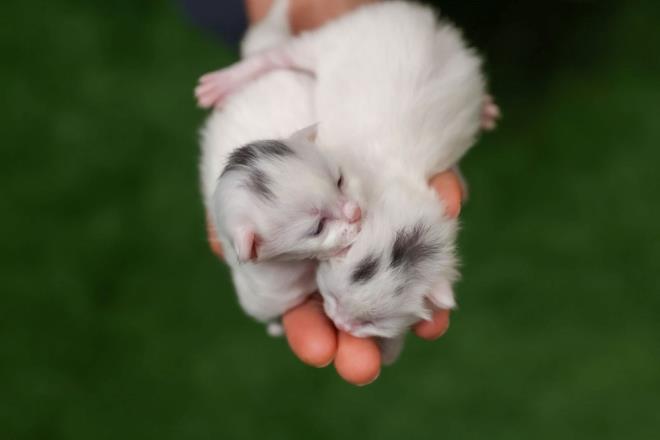 Van Yznc Yl niversitesi (YY) Van Kedisi Aratrma ve Uygulama Merkezinde koruma altnda tutulan, "Kedi Villas"nda da zenle bakmlar yaplan kedilerden 30'u bu ylki doumlarn gerekletirdi.