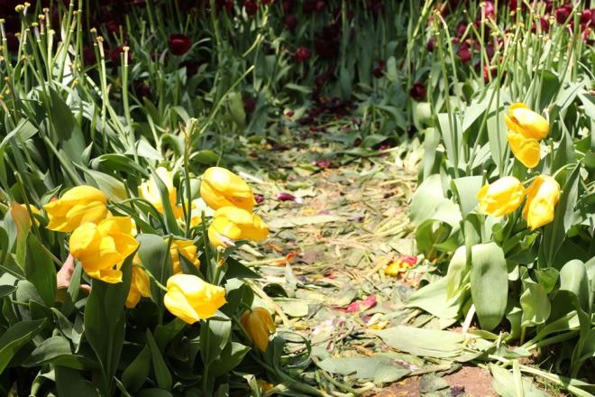 BB tarafndan dzenlenen "stanbul Lale Bayram" kapsamnda kentin bir ok noktasna milyonlarca lale dikilmiti.