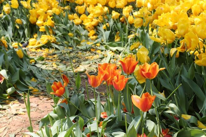 4 yldr Glhane Park'nda alan Peyzaj Mimar Aye Hocaolu da, "Bayramda byk bir younluk vard. nceki senelerden daha fazla bir younluk vard. Bu younluk biraz kontrolden kt. Fotoraf ekmek ya da alp gtrmek iin bir ekilde zarar verdiler. u an bu ezilen laleleri kaldryoruz, baka yapabileceimiz bir ey yok" dedi.