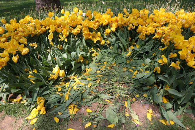 VATANDALAR TEPK GSTERD: TABLO LER ACISI    Glhane Park'n ziyarete gelen Varol Tekin, "Bu laleler ok gzeldi ama imdi grdm ve iim acd. Bunlar yapana insan demeye bin ahit lazm. Bu tablo utan verici" dedi.