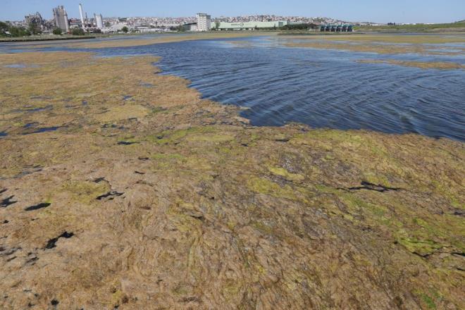 stanbul'un en nemli ime suyu kaynaklarndan biri olan Bykekmece Gl ile Marmara Denizi'nin birletii noktada su yzeyi yosun tabakas ile kapland.    Hem su yzeyinde hem de dipte grlen yosunlara ilikin stanbul niversitesi Su Bilimleri Fakltesi retim yesi Prof. Dr. Meri Albay, aklamalarda bulundu.