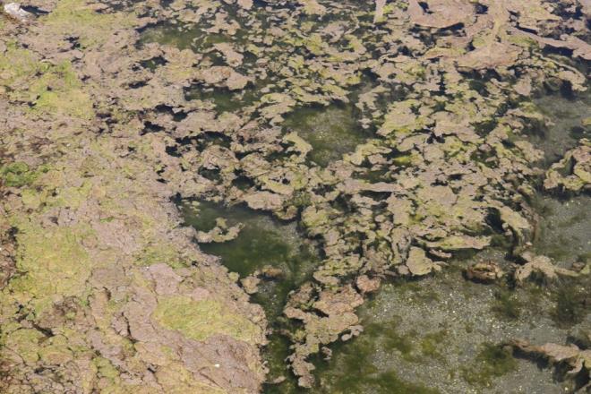 "KISA SRE NDE BTECEK"    Bu durumun temiz sularda olumasnn beklenmediini syleyen Albay, "Su deiimi olduka kstl olduu iin o blgede ayn ey yllardr olur. Suyun stn kapattnz zaman oksijen miktar diplerde dnce suyun kalitesi de doal olarak bozulacaktr. lmlerimize gre toksik bir durum yok. Alg oalmas var. Bunun takip edilmesi lazm, bizim tahminimiz bu sorunun ksa zaman iinde bitecei ynnde" dedi.