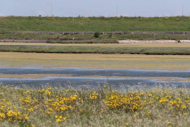 Prof. Dr. Albay, su yzeyinden yosunlarn toplanmasnn doru olduunu belirterek, ?Kirletmeseniz byle bir ar art olmayacak. Toplamak doru ama keke kirletmesek. Uzun vadede suyu doru ynetmenin daha akllca ve bilimsel olacan dnyorum" diye konutu.