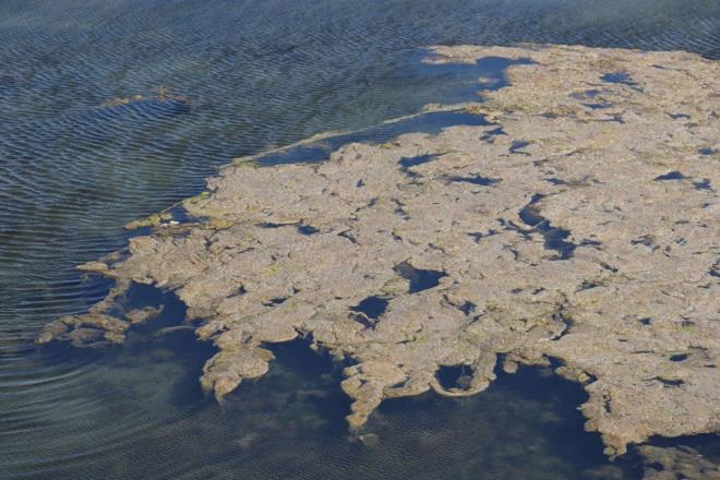 "ME SUYU HAVZALARININ YANINA BNALAR YAPILMASIN"    Kn bu durumun yaanmayacan dile getiren Prof. Dr. Albay, alnacak nlemlerle ilgili unlar syledi:    ?lkbaharla beraber metabolizma hzland, bakteriyel paralanma ok hzland iin ekolojik metabolizmay hzlandrm oluyoruz. Su seviyesi dtke de bunlarla kar karya kalabiliriz. Terkos gibi, Bykekmece Gl gibi yerlere beton ynlar yapmamak lazm. stanbul'un suyu artk Melen'den Trakya'dan geliyor. Hala bina yapmaya devam ediyoruz, bunlar yaptka maalesef bu skntlarla kar karya kalmaya devam edeceiz."