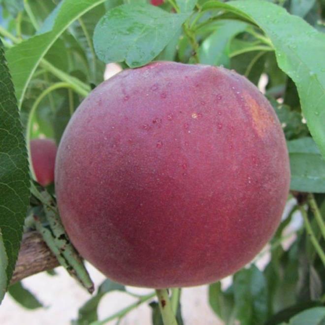 EFTAL KABUU    eftali kabuklarn yznze srerek tonik etkisi yapabilirsiniz. erdii A vitamini sayesinde yznz toksinlerden arndrarak parlaklk hissi verir.