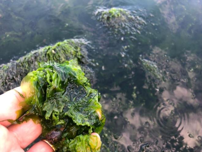 TTKD bilim danman, emekli akademisyen Dr. Erol Kesici, zmir Krfezi'nin ok hassas yapya sahip koy zelliinde olduuna dikkat ekti.