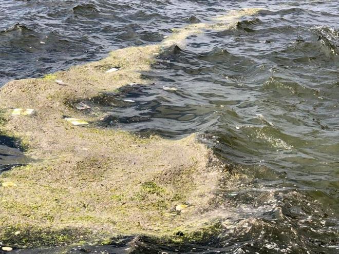 Dr. Kesici, krfezin arlaan kirlilik yknden kurtarlmas iin u nerilerde bulundu:    "Para cezas zm deil. ncelikle krfeze atk su braklmasna son verilmeli. Derelerin temizlenmesi ve denize ulaan insan kaynakl dearjlarn yaplmamas ve atk brakt bilinen yerlerin sklkla denetimi gerekmektedir. Artlmam sular tayan beton kanallar salamlatrmak ve kirelemek yanl bir yntemdir. Biyolojik eitlilii az olan bitki artnn giderek younlat krfeze, nitrat ve benzeri besi elementlerinin depolanmas arttka, kylar ve deniz ii adeta marul tarlasna dnyor ve deniz marullar hzla oalmaya da devam edecek. Bunlarn toplanmasyla sorunu zmek kesinlikle mmkn deil."