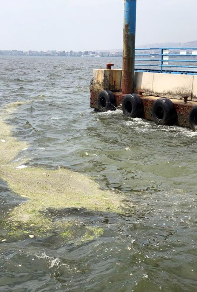 Temiz suda yetitirilen veya kltr yaplan deniz marullarnn bata Uzak Dou olmak zere birok lkede kullanm alannn ok yaygn olduunu da syleyen Dr. Erol Kesici, "Tazesi salata olarak tketilmektedir. Kurutularak cips, orba ve benzeri yemekleri yaplabiliyor. Besin takviyesi, krem yapmnn yan sra ar metal, toksik analizleri yapldktan sonra biyogaz retimi, gbre ve hayvan yemi olarak da kullanm olduka yaygndr" dedi.