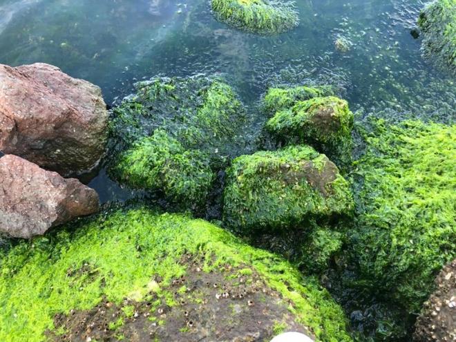 Dr. Kesici, yalarla Meles Deresi'nin yan sra su kaynaklarndan evsel, tarmsal ve sanayi atklar tanmas nedeniyle krfezin eski gnlerini hatrlatan youn koku ve kirlilik yaandn kaydetti.    Krfeze her trl atk suyun ulamasyla kalc hale gelen ve ar reyen su yosunlarnn oksijen azalmasna bal kokumaya neden olduunu belirten Dr. Kesici, "Krfezin adeta bitmeyen sorunu haline dnen makroskobik yeil su yosunlarndan, deniz marulu ad verilen 'Ulva lactuca'nn ar artnn da rmede nemli etkisi bulunmaktadr. rme sonucu ortaya kan toksik metan gaz hidrojen slfrn krfezin birok kesiminde artmas ve deniz marullarnn hzla oalarak dip ve yzeyi kaplamas, adeta rt oluturmas, deniz suyundaki oksijen miktarn azaltmaktadr" dedi.