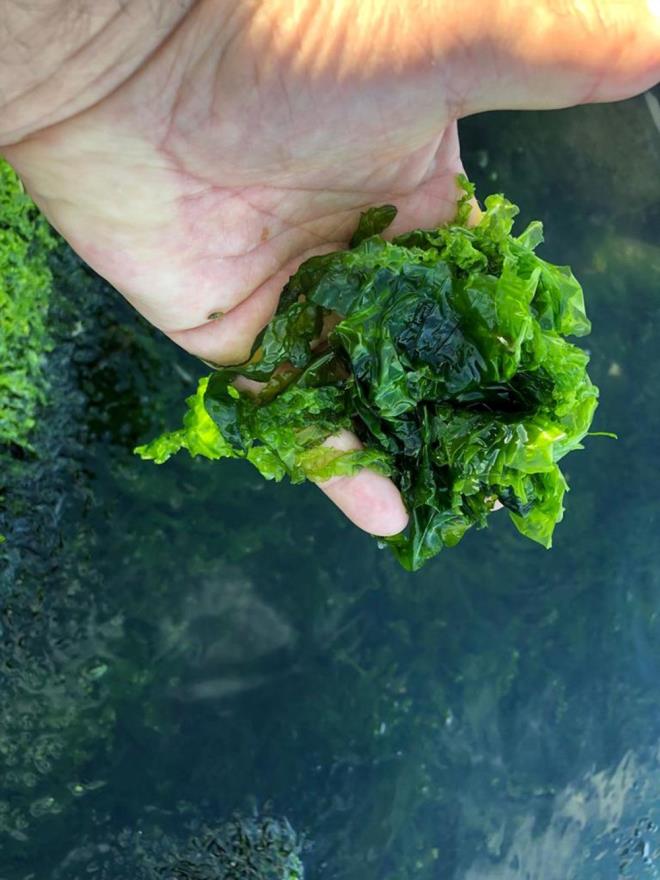 Deniz marulunun ar artnda, krfez suyundaki nitrat artnn yan sra ky yapsndaki kaya dolgu alanlarnn etkisinin de ok byk olduunu anlatan Dr. Kesici, "Ulva lactuca, dnyann her tarafnda yaygn ve ortam koullar uygun olunca istilac bir tr. Kaya gibi sert cisimler zerine tutunarak ok hzl ekilde daha rahat byme geliimi gsterirler. Deniz ky alanlarnn bu tr yaplamaya maruz kalmas ayn zamanda denizin filtreleme zellii ve kylarn temizlenmesinde en byk engeli tekil etmektedir" diye konutu.