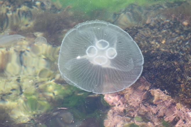 Temas edilmesi halinde, amonyak ya da sirkeyle ykanarak en yakn salk kurulularna bavurulmas gerektii belirtiliyor.