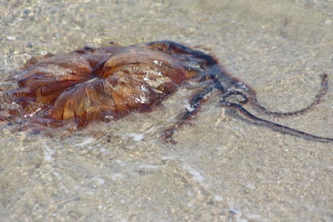 Yaylmaya devam eden pusula denizanalar, anakkale Boaz ve zmit Krfezi'nin ardndan Tekirda kylarnda da grld.
