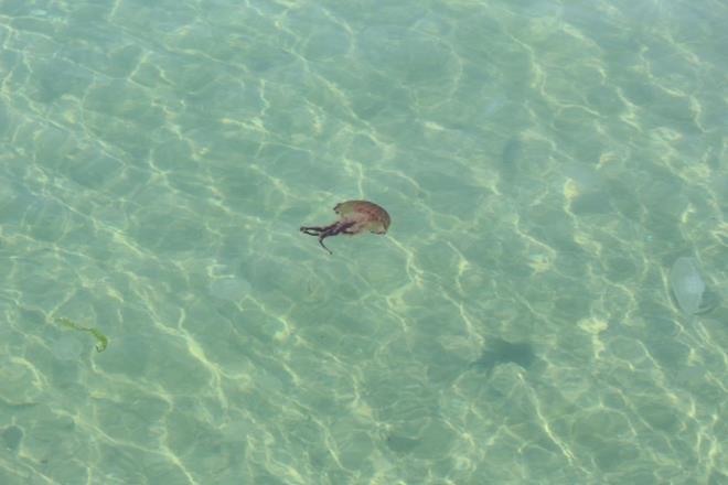 UZMANLARDAN UYARI    Uzmanlar zehirli pusula denizanalarna kar dikkatli olunmas konusunda vatandalar uyaryor.