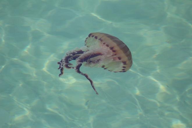 Anavatan Akdeniz ve Ege Denizi olan pusula denizanalar; krmz, kahverengi ve sar renklerde olabiliyor.