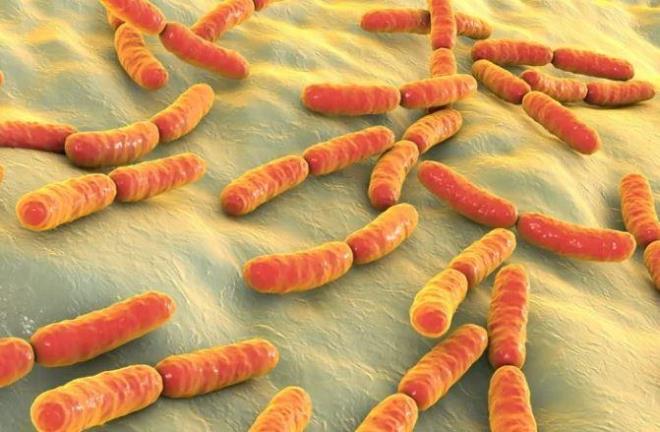 Yaam alan oluturan bakteri iten ie vcudun rmesine tkenmesine neden olur.        <br>  Eklem arlaryla balayan belirtiler gnden gne iddetini artrr. Mide kramplar barsak bozukluklarnn yan sra abuk yorulma ve nefes almada bile zorluk ekme gibi sorunlar beraberinde getirir.