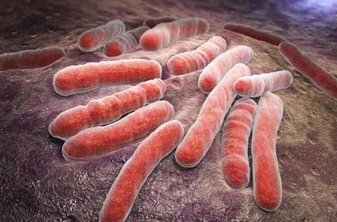 Organ kayplarna yol aan bakteri hakknda Sakarya, ciddi uyarlarda bulunmaya devam etti. lmcl olabileceini hatrlatan nl doktor, yerletii organ bitiren bakterinin vcuttan hzla atlmasnn zor olduunun altn izdi.