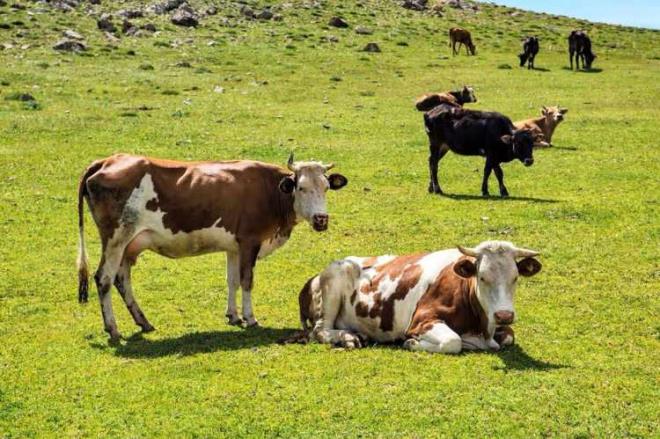 ok ksa srede fark edilmediinde bu bakteri kemiklerdei iliklere yerleir. Kemik kitlesini drr. Fonksiyonel olarak ilk nce karacier sonra akcierleri ekileyerek alma ilevselliklerini drr