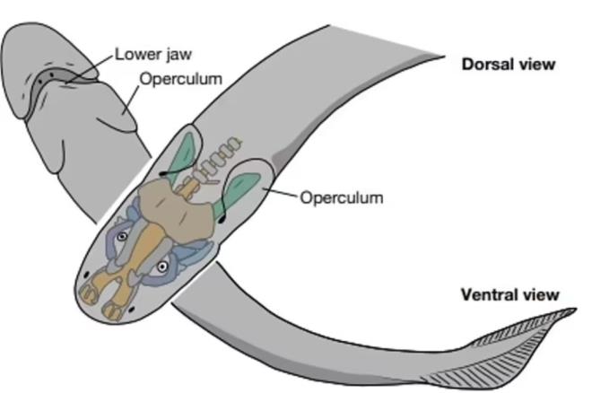 Ylanbal benzeri yaratn fosilleri, ilk olarak 1890'da skoya'nn Caithness kentinde kefedildi.<br>Palaeospondylus sadece yaklak 5 cm uzunluunda olduu iin, uzmanlar onu evrim aacna yerletirmeyi zor buldular ve bu da kafatas rekonstrksiyonlarn zorlatrd. imdi, Japonya'daki RIKEN nc Aratrma Kmesi'ndeki (RIKEN Cluster for Pioneering Research) Shigeru Kuratani, fosilin bir enesi ve drt uzvu olduuna dair yeni kantlar ortaya kard.