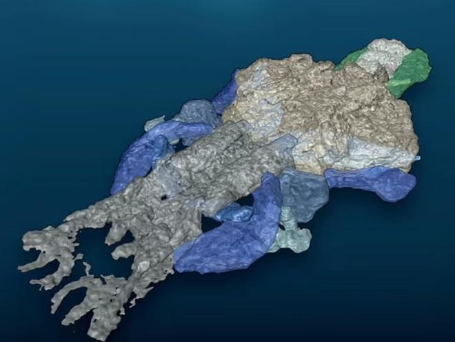 Aratrmaclarn bildirdiine gre dz bir kafas, ylan bal benzeri bir vcudu olan canl  Highlands'in kuzey dousundaki bir tatl su glnn yatanda yayordu. Burnunda sepete benzer tuhaf bir aparat ve iyi gelimi kkrdakl bir omur stunu vard, ancak belirgin yzgeleri yoktu.