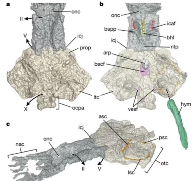 Bilim insanlar, Palaeospondylus'un kkrdakl iskeleti ve eletirilmi uzantlarnn olmamas nedeniyle byk olaslkla bir lob yzgeli balk grubu olan Sarcopterygii'nin bir yesi olduunu aklad. Sarcopterygii ailesi, evredeki karalardan gln dibine den yapraklar, hayvan kalntlar ve dier organik kalntlarla beslenen deniz organizmalarndan oluuyor.
