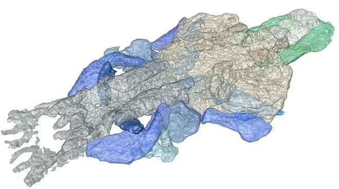 Japon bilim insanlar, drt uzva sahip, balk benzeri bir canlnn omurgallarn en eski atalarndan biri olabileceini aklad.