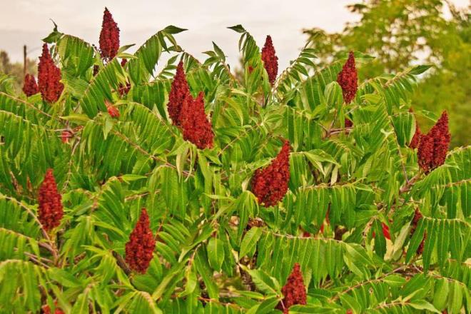 Dnya Salk rgt tarafndan da kabul edilen dnyann en salkl baharatlarndan biri olan sumaa olan rabet pandemi de artt. Gl bir antioksidan olan sumak, vcut ssn drmeden iltihab skp atmaya kadar inanlmaz faydalar salar. Bu faydalar sayesinde 2019'dan bu yana ihracattaki en byk paya sahip oldu.  Suman faydalar nelerdir?