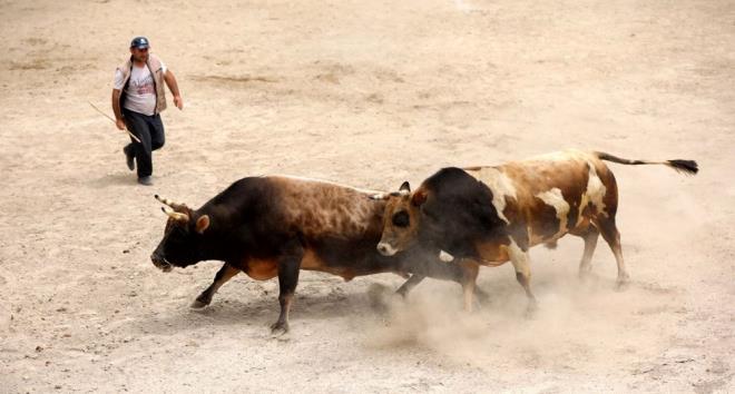 Rize'nin amlhemin ilesinde 26. Ayder Kltr ve Doa Festivali dzenlendi.