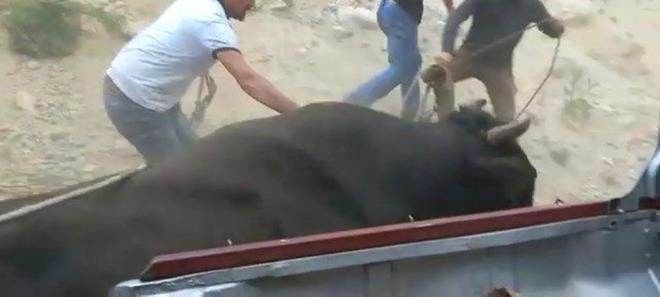 Kimi aralarn arkasna sakland, kimi de ellerindeki deneklerle hayvanlar uzaklatrmaya alt.