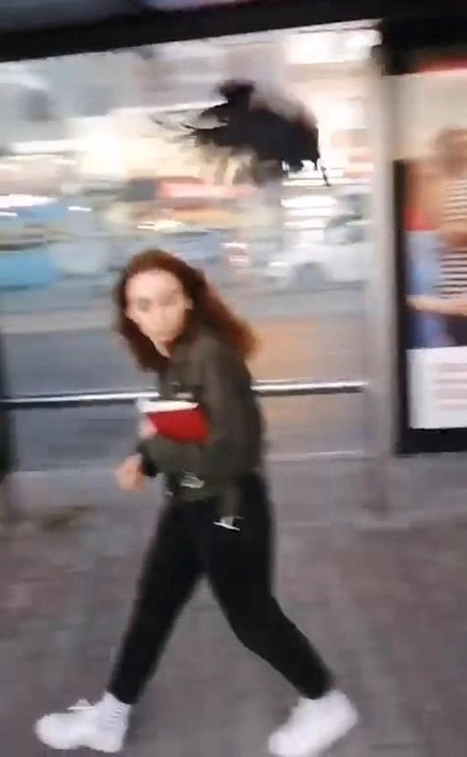 Yavru kargay yol kenarna tamak isteyenlere karga srs saldrd.