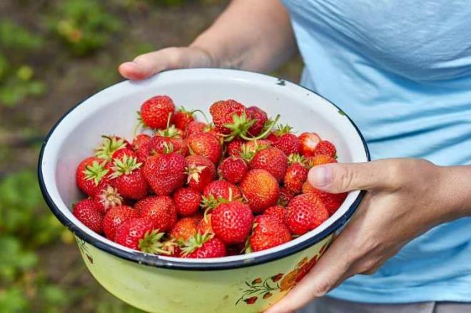 Daha sonra ykamak istediniz btn ilekleri iine koyup yaklak 5 dakika kadar bekleyin. Sonrasnda souk suyla ykamay ihmal etmeyin.