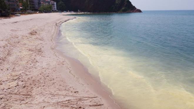 Polen dnda alnan deniz suyu numunesinde msilaj oluumunda rol oynad bilinen fitoplankton trlerine rastlanmamtr.''