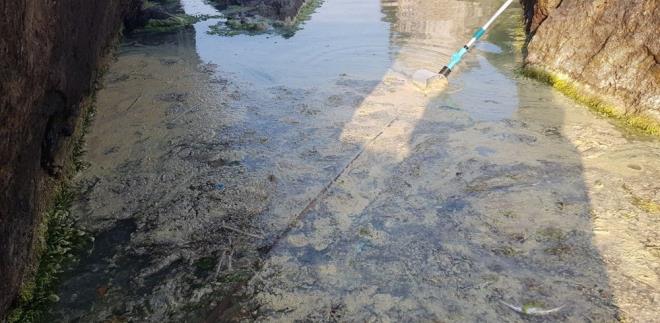 Hava ile atmosferde tanan polenler; deniz, gl vb. su kaynaklar ile bulutuunda bu su ktlelerinin yzeyinde zellikle ky kesim ve sahillerde birikerek sar renkli ktlesel oluumlara sebebiyet verebilmektedir.