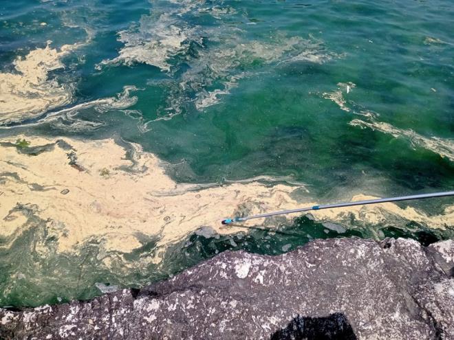 Bartn evre, ehircilik ve klim l Mdrl tarafndan paylalan analiz raporunda u ifadelere yer verildi:    ?Yaplan mikroskobik analiz sonucu Amasra Kk Liman ve akraz Sahili'nde deniz yzeyinde meydana gelen sar renkli oluumlarn polen kaynakl olduu tespit edilmitir.