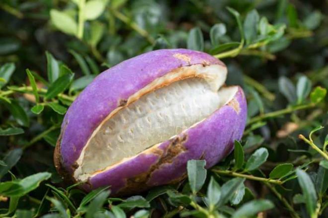 * AKEBA    lkemizde ,kolata sarma olarak bilinen akebia Japonya, in ve Kore'de yetiir. Akebia ierdii maddeler sayesinde ila fabrikalarnn vazgeilmezidir. lem grmeden tketilmez.