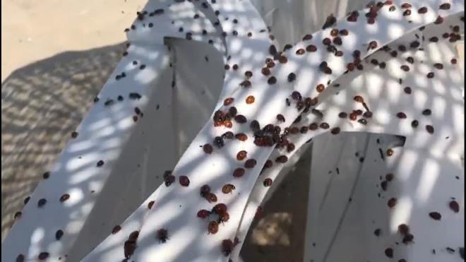 Zaman zaman yrmekte bile zorluk eken vatandalar, uur getirdiine inanlan bceklerin srdnda ok can yaktn belirtiyor.