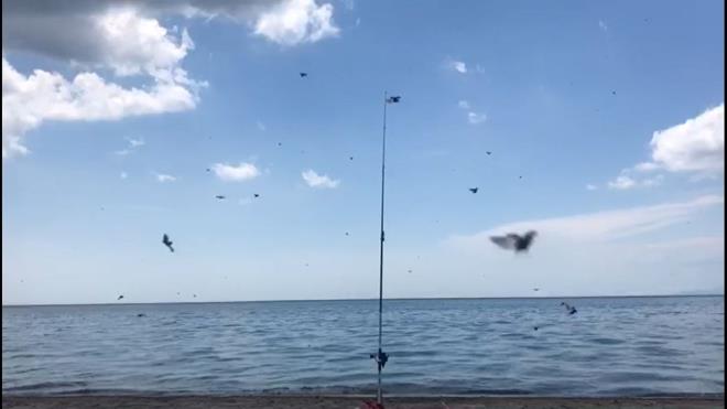 zellikle Saros Krfezi'nde her yeri saran bcekler vatandalar tedirgin etti.