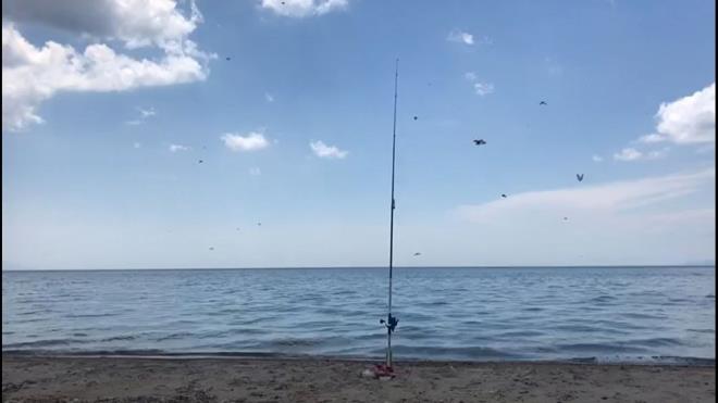 Uur bceklerinin zellikle tarm zararls bitleri ve sinekleri yiyerek beslendii biliniyor.