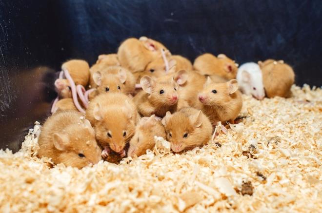 Farelerde yap�lan denemede, kombinasyonun, ameliyat s�ras�nda kanser h�crelerinin g�r�n�rl���n� �nemli �l��de iyile�tirdi�i ve daha sonra yak�n k�z�l�tesi ���kla etkinle�tirildi�inde, bir anti-t�m�r etkisini tetikledi�i g�sterildi.