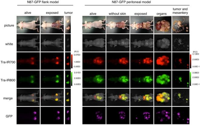 Foto-imm�noterapi olarak adland�r�lan tedavinin canl�lar �zerindeki ilk deneyi, beyin kanserinin en yayg�n ve agresif t�rlerinden biri olan glioblastomal� farelerde yap�ld�. Farelerin beyin taramalar�, yeni tedavinin en k���k kanser h�crelerini bile ayd�nlatt���n� ve sonra onlar� yok etti�ini g�sterdi.