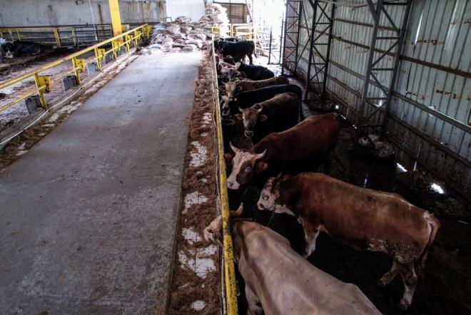 Anadolu Yakas�n� Avrupa?ya ba�layan k�pr�lerde ka�ak hayvan ge�i�lerine dair kontroller yap�l�yor.