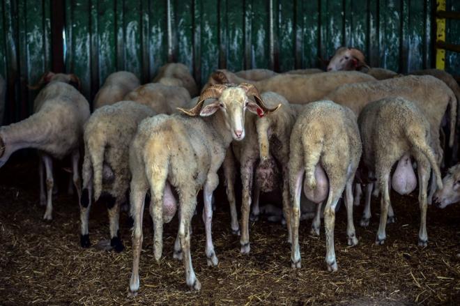 �stanbul genelinde 23 Haziran'� 24 Haziran'a ba�layan gece kurban hayvanlar�n�n ge�i�ine izin verilecek.
