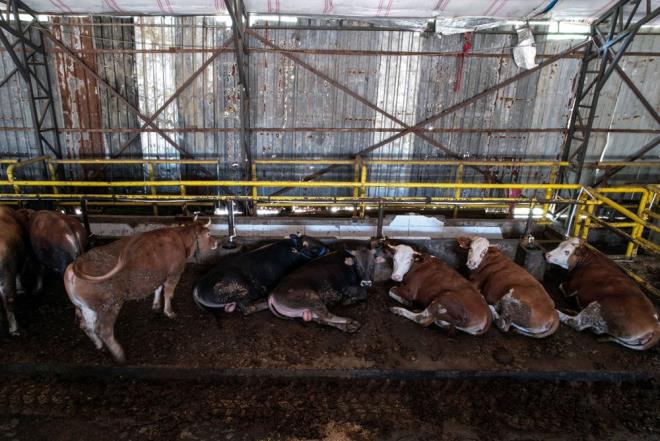 Anadolu?da yeti�tirilip �stanbul?da getirilmek istenen kurbanl�klar i�in resmi olarak hen�z izin verilmiyor.